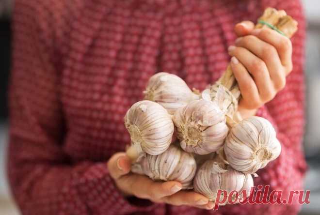 Кому нельзя есть чеснок Чеснок - один из самых удивительных продуктов, созданных природой. О его лечебном потенциале и широких кулинарных возможностях хорошо известно с древности. Но неограниченно его употреблять нельзя даже здоровым людям - чеснок противоречивый продукт. При некоторых же заболеваниях и состояниях от него придется отказаться совсем. Разбираемся, кому нельзя есть чеснок.