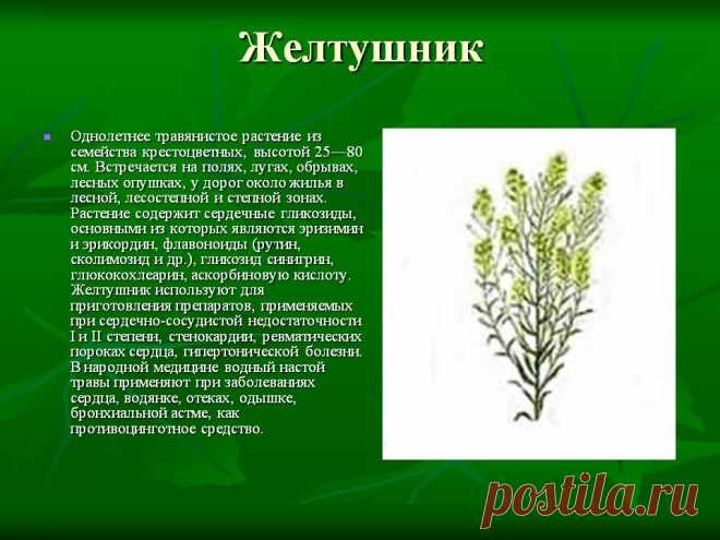 Желтушник