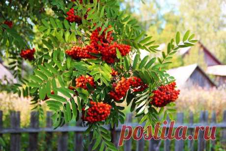 Рябина сладкоплодная: фото, популярные сорта...