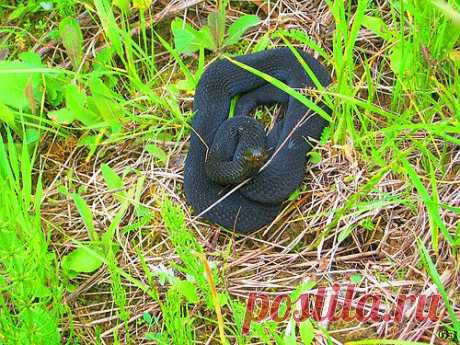 Что нужно делать и что нельзя делать, если укусила змея?.