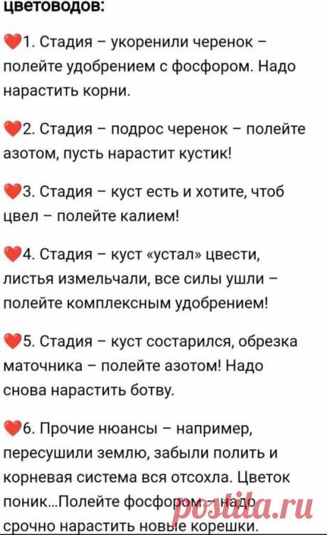 укоренение черенков