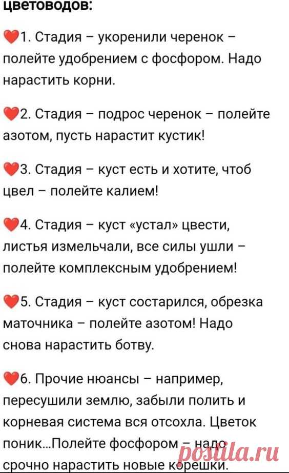 укоренение черенков