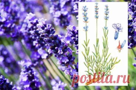 ЛАВАНДА УЗКОЛИСТНАЯ
Lavandula angustifolia L.
Семейство Яснотковые (Губоцветные) — Lamiaceae (Labiatae)