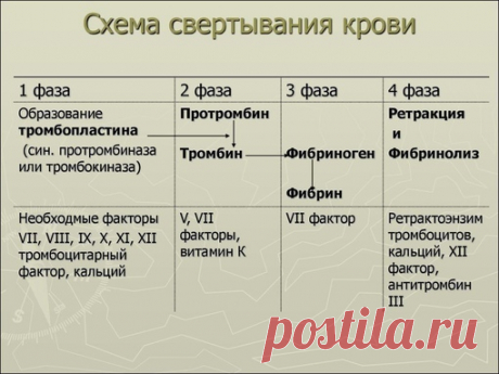ФАЗЫ СВЕРТЫВАЕМОСТИ КРОВИ
 На первой стадии гемостаза при повреждении сосудов выделяется тканевый тромбопластин, к поврежденным клеткам прилипают и разрушаются тромбоциты, происходит выделение тромбоцитарного тромбопластина.
 На второй стадии гемостаза под их влиянием, при участи Са2+ и других факторов свертывания, протромбин кровяной плазмы превращается в тромбин.
 На третьей стадии тромбин вызывает полимеризацию растворенного в плазме фибриногена в нерастворимые волокна ...