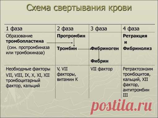 ФАЗЫ СВЕРТЫВАЕМОСТИ КРОВИ
 На первой стадии гемостаза при повреждении сосудов выделяется тканевый тромбопластин, к поврежденным клеткам прилипают и разрушаются тромбоциты, происходит выделение тромбоцитарного тромбопластина.
 На второй стадии гемостаза под их влиянием, при участи Са2+ и других факторов свертывания, протромбин кровяной плазмы превращается в тромбин.
 На третьей стадии тромбин вызывает полимеризацию растворенного в плазме фибриногена в нерастворимые волокна ...