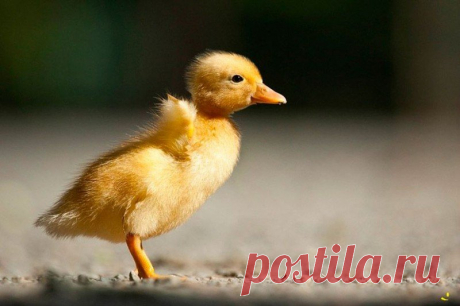 Животные крупным планом Роберта Адамека (Robert Adamec) — Фотоискусство