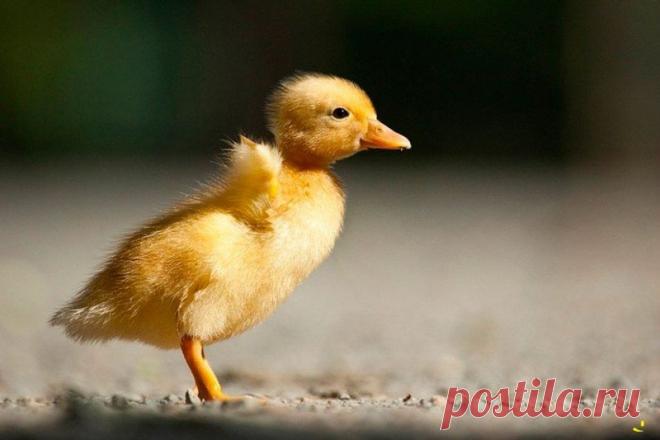 Животные крупным планом Роберта Адамека (Robert Adamec) — Фотоискусство