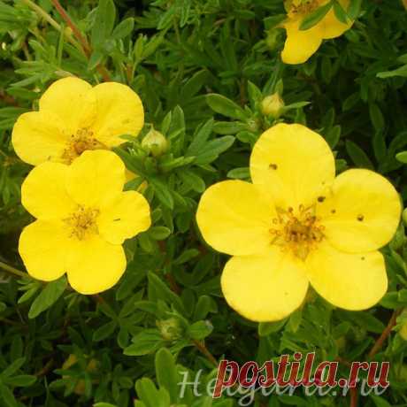 Лапчатка кустарниковая `Голдфингер`, Potentilla fruticosa `Goldfinger` в Набережных Челнах