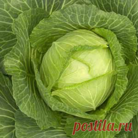 Рекомендуемые сорта капусты