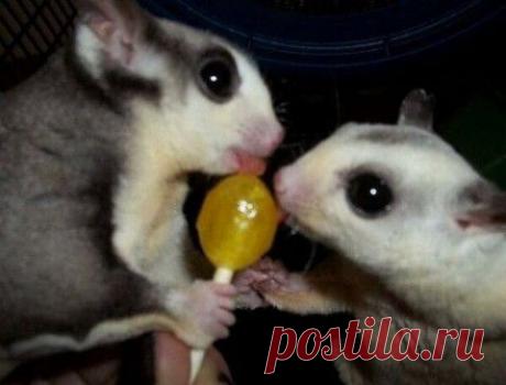 Прикольные картинки для поднятия настроения | 5минутка