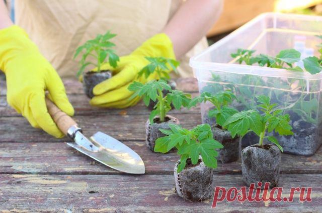 Всё дело в грунте! Как получить хорошую рассаду 
В самом начале «карьеры» сеятеля меня преследовали неудачи. Семена я покупала качественные, недешёвые. Сеяла в рекомендуемые сроки. Холила-лелеяла. И всё без толку: большая часть сеянцев погибала.

Я…