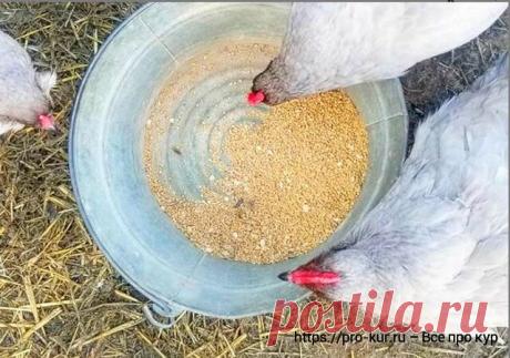 Какой пищевой рацион должен быть у кур несушек в домашних условиях | Курочка | Яндекс Дзен