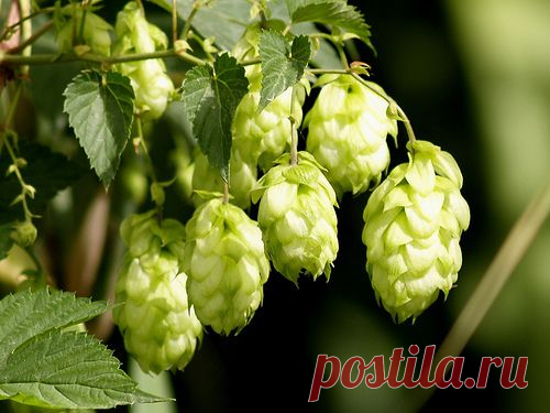 Полезные и лечебные свойства хмеля
