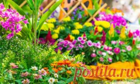 Многолетние цветы для клумбы. Фото цветов для клумбы