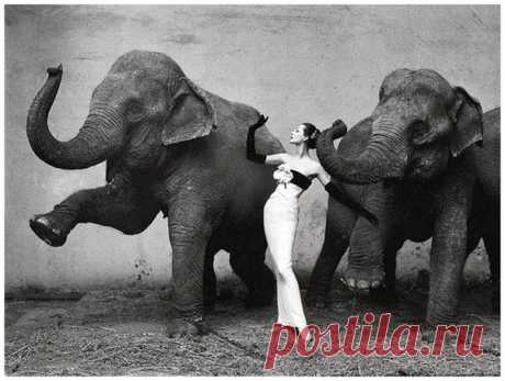 Сегодня для рубрики #шедеврнедели мы выбрали удивительную фотографию Ричарда Аведона «Довима и слоны». Это одна их самых дорогих фотографий в мире, от которой сложно оторвать взгляд, согласны? Серая, грубая кожа слонов и полная противоположность – утонченная, белокожая модель Довима в изысканной позе – игра на контрастах в этой работе безупречна. ⠀ Фотография была снята для рекламы новой коллекции Кристиана Диора («Осень-зима/55»). Съемка проходила не на природе, как может показаться, а в…
