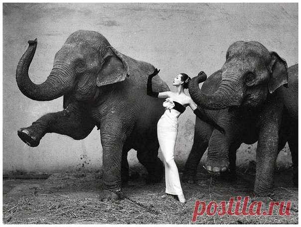 Сегодня для рубрики #шедеврнедели мы выбрали удивительную фотографию Ричарда Аведона «Довима и слоны». Это одна их самых дорогих фотографий в мире, от которой сложно оторвать взгляд, согласны? Серая, грубая кожа слонов и полная противоположность – утонченная, белокожая модель Довима в изысканной позе – игра на контрастах в этой работе безупречна. ⠀ Фотография была снята для рекламы новой коллекции Кристиана Диора («Осень-зима/55»). Съемка проходила не на природе, как может показаться, а в…
