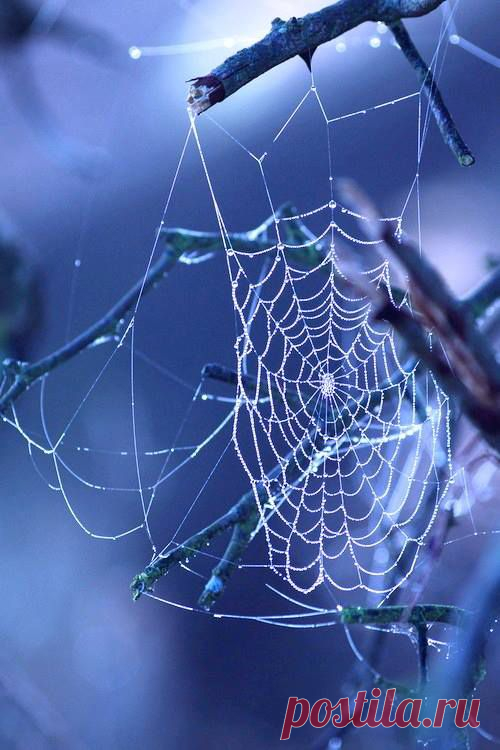 Деликатес, и даже хрупкости