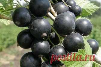 Как вырастить смородину крупной и вкусной Хороша смородина в саду! Что черная, что красная, что белая, что золотистая… У каждой свои витамины, свой вкус. Садоводы уже вывели такие сорта, которые дают ягоды размером до...