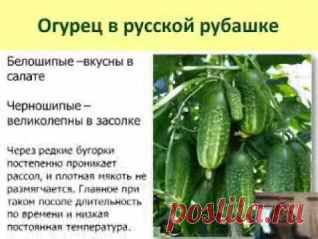 Огурцы -- молодцы! Арбузы и дыни. Кабачки и тыквы. Корневой сельдерей - YouTube
