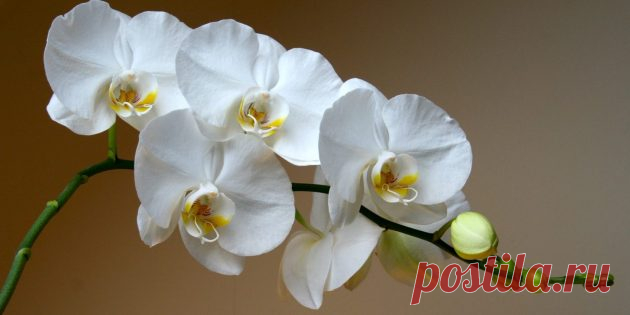 Как ухаживать за орхидеями разных сортов