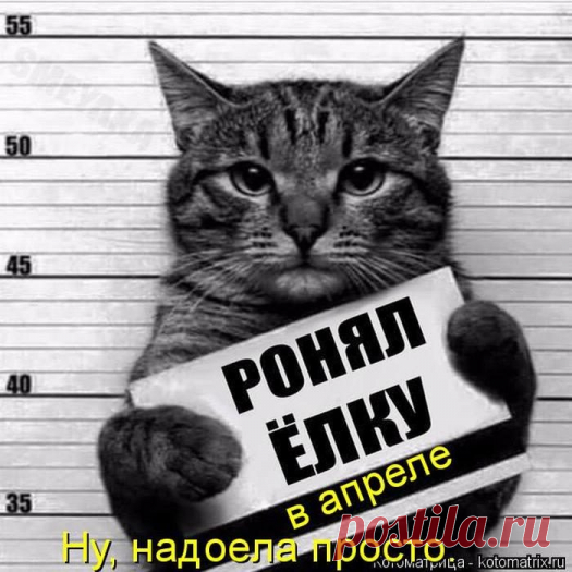 Лучшие котоматрицы недели / Питомцы