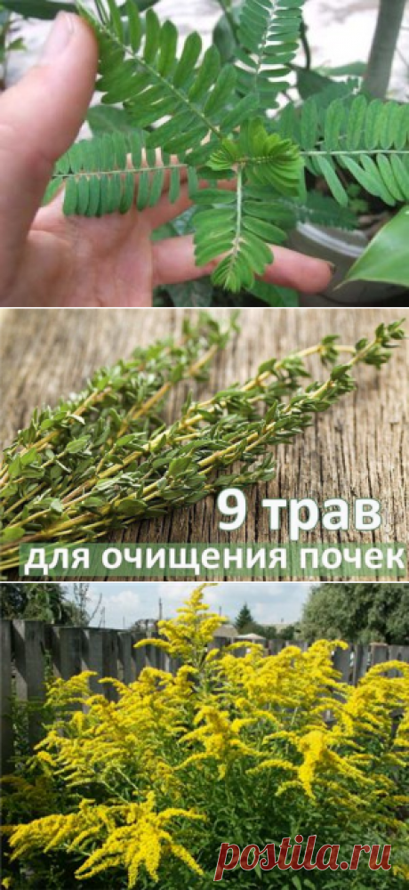 Травы для очищения почек.