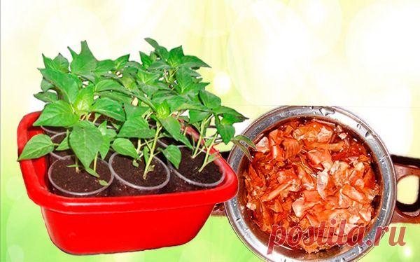 Для укрепления и оздоровления рассады я использую луковую шелуху