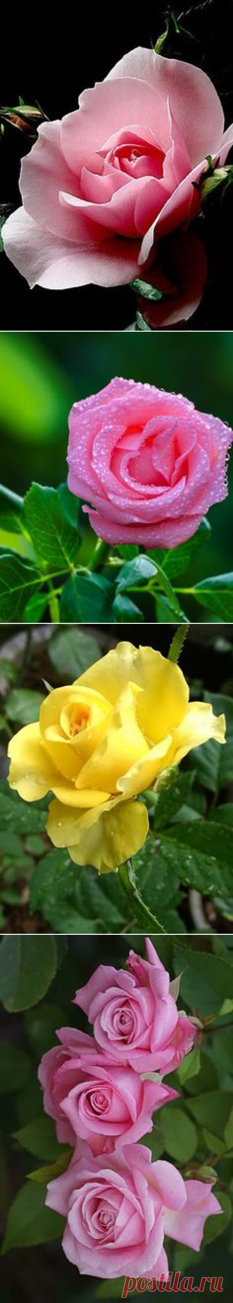 (4) Pinterest • Всемирный каталог идей