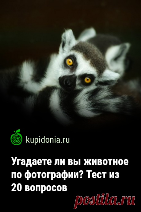 Угадаете ли вы животное по фотографии? Тест из 20 вопросов. Животные — наши соседи по планете, которых часто образно называют братьями нашими меньшими. Тест о них состоит из 20 вопросов, в которых мы предлагаем вам не только правильно назвать увиденного вами зверя, но и интересный факт связанный с ним. Проверьте свои знания!
