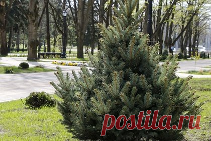 В Краснодаре захотели создать два новых сквера. Два новых сквера захотели создать в Краснодарском крае, места для отдыха гостей города и горожан появятся в Западном округе и в станице Елизаветинской. Как уточняет KP.RU, они получат название сквер имени Николая Ватутина и «Звездный». Отмечается, что сквер имени Ватутина будет находиться на месте снесенных гаражей.