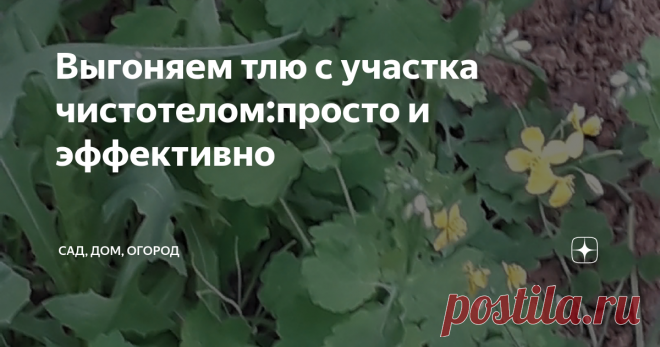 Выгоняем тлю с участка чистотелом:просто и эффективно Потеплело и участки начали атаковывать полчища тли. Да и другие вредители не дремлют, нанося урон посадкам. Бороться с этой прожорливой оравой можно и нужно, чтобы не остаться без урожая.
Способов борьбы с тлей множество, при этом не обязательно травить букашек химией, можно обойтись натуральным, и при этом высокоэффективным средством – настоем чистотела.
В фазе цветения это хорошо всем знакомое