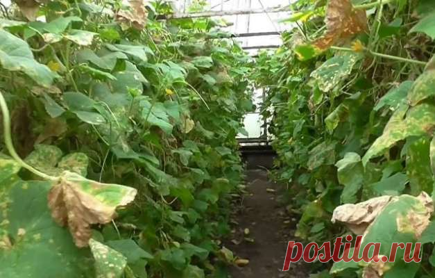 Методы лечения и профилактика: как бороться с паутинным клещом на огурцах — Дачный участок