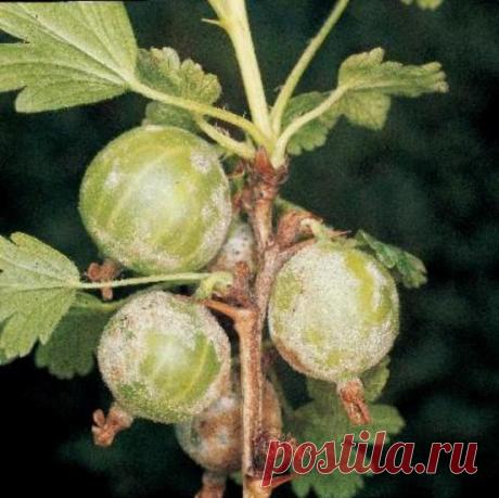 Болезни крыжовника и их виды: как бороться с ними и предотвратить,