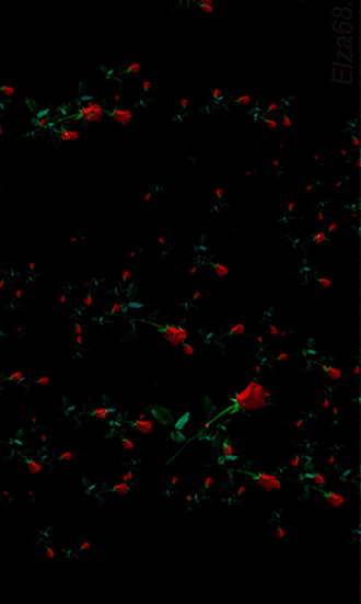 Марина Гончарова - Google+