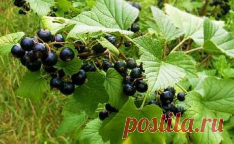 Листья черной смородины оказались полезней ягод
