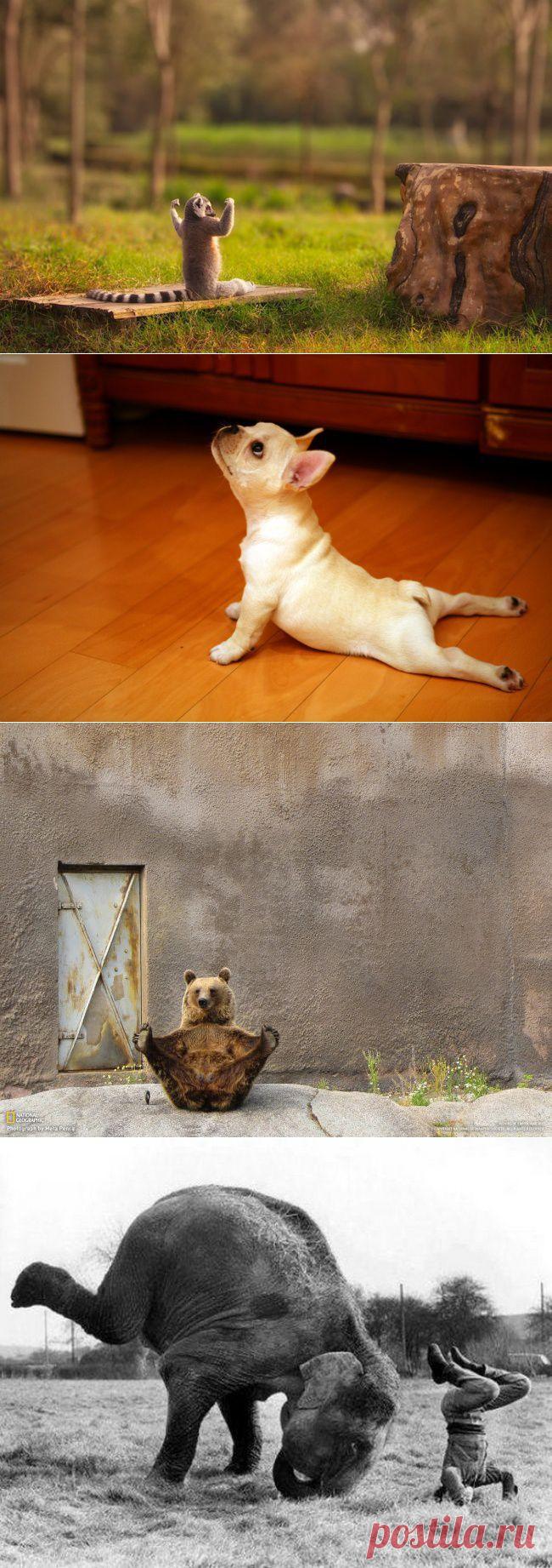 (+1) тема - Животные, которые занимаются йогой лучше, чем люди | Отдыхаем с юмором