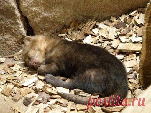 Музей исцеляющих кошек-фото №18