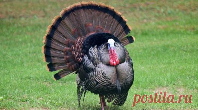 Сергей Власов (СЕВЛ) — Яндекс Кью