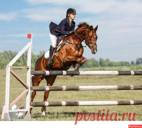 Фото: Конкур. Фотограф Сан Саныч. Спорт - Фотосайт Расфокус.ру