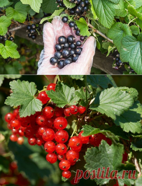 5 секретов небывалого урожая смородины | В саду (Огород.ru)