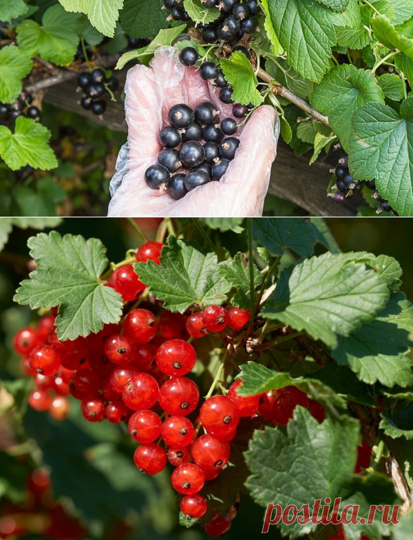 5 секретов небывалого урожая смородины | В саду (Огород.ru)