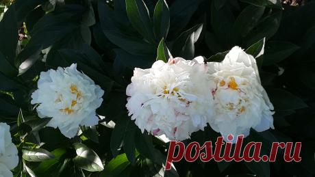 Сорта пионов и другие статьи на Асиенде