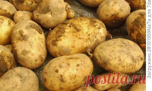 Картофель 'Скарб'. Великолепный урожай жаркого лета. Описание сорта, выращивание. Фото