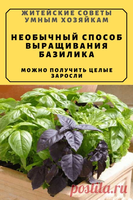 НЕОБЫЧНЫЙ СПОСОБ ВЫРАЩИВАНИЯ БАЗИЛИКА. МОЖНО ПОЛУЧИТЬ ЦЕЛЫЕ ЗАРОСЛИ | Житейские Советы