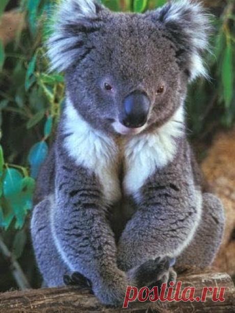 коала
