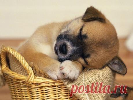 "Как в таких позах можно заснуть?" 25 позитивных фото