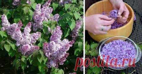 Успей в самый пик цветения: заполни литрушку растительным маслом и фиолетовыми цветками Захватывающий волшебный аромат сирени невозможно забыть! Нежный и сладкий запах цветущих весенних...