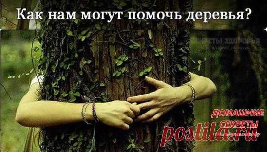 Деревья лечат. Но как?