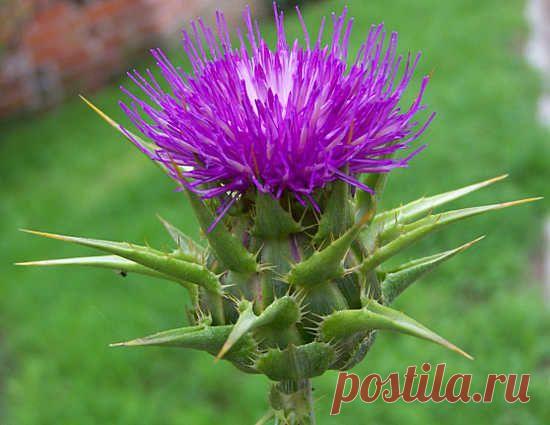 Лечебные свойства расторопши, применение
Лечебные свойства расторопши (печень, ЖКТ, сердечные заболевания, антибактериальное и антигистаминное действие в народной медицине, противопоказания)