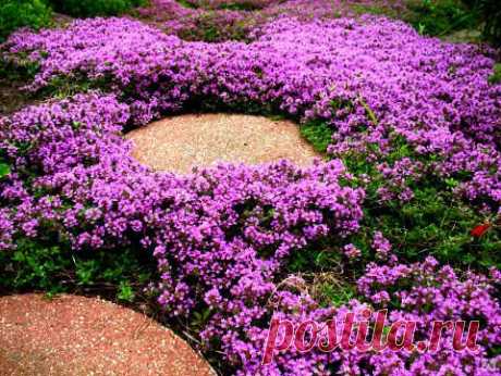 Тимьян ползучий (Thymus serpyllum) C2 15 – 20, цена в Оренбурге от компании Зеленый Сад Оренбург